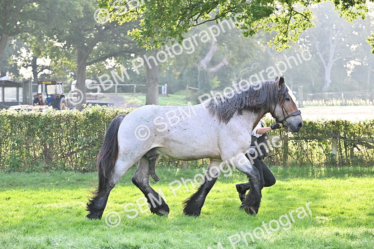 SBM_55314 - S44 - Youngstock In Hand