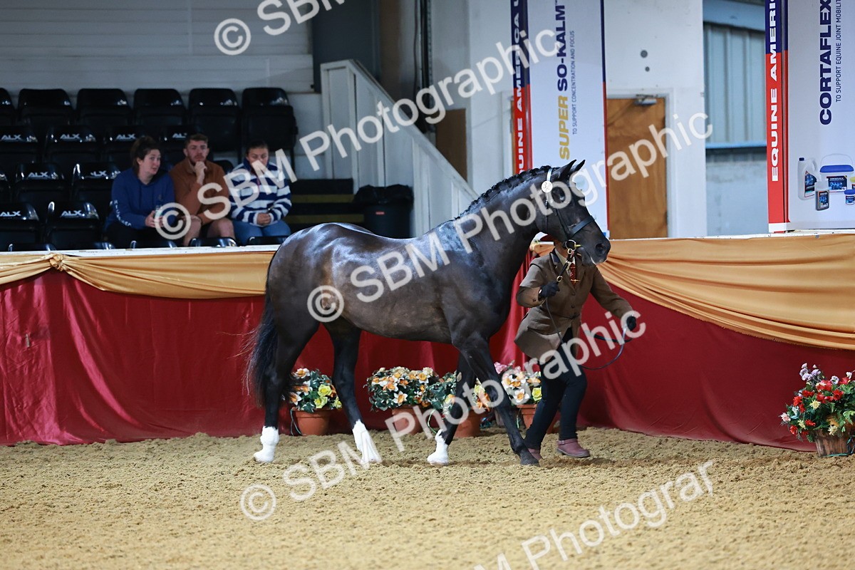 SBM_21722 - Class 901 - Supreme Final - IH  Diamond