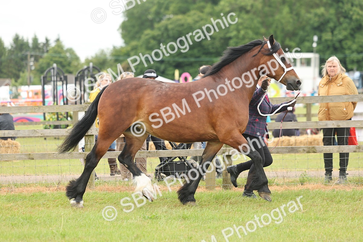 SBM_04882 - Class 50-57 - M&M Welsh Pony In Hand