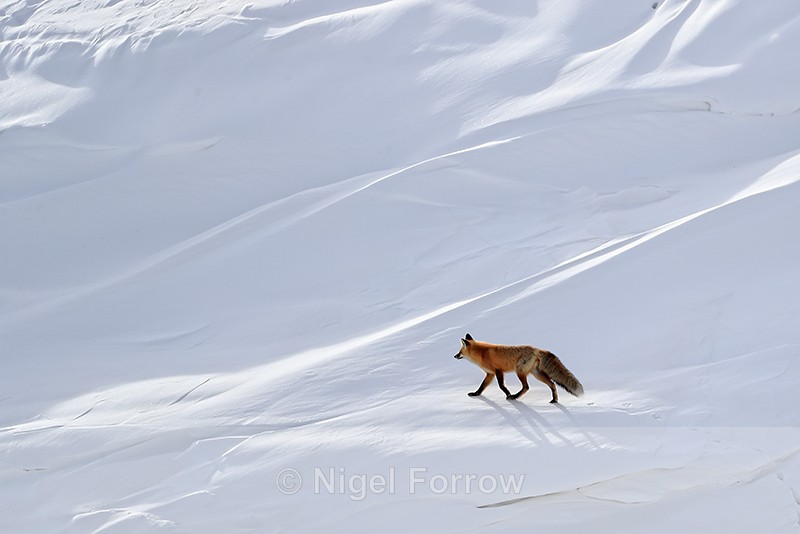 Red Fox walks across snowfield, Hayden Valley, Yellowstone - Red Fox