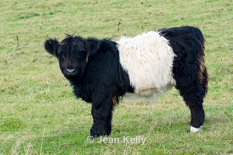 Belted Galloway Calf - DSC_2124 - Cattle