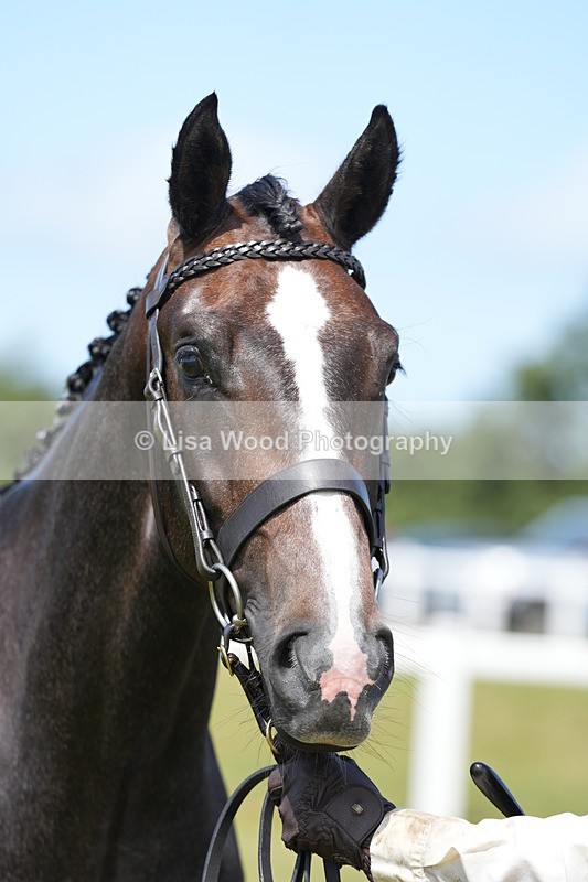 DSC06259 - Class 54: Hunter/Riding Horse/Hack 1 & 2 yr olds
