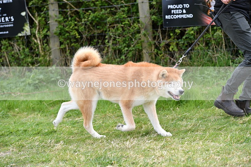 WJ5_9979 - Class 5 Best Veteran / 7 years & over