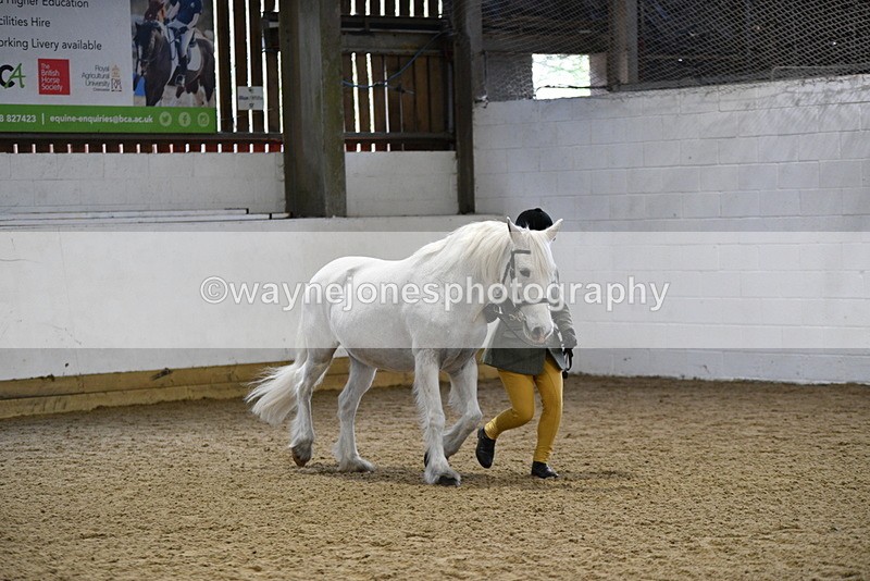 WJ5_4609 - Class 3 Part Bred In hand