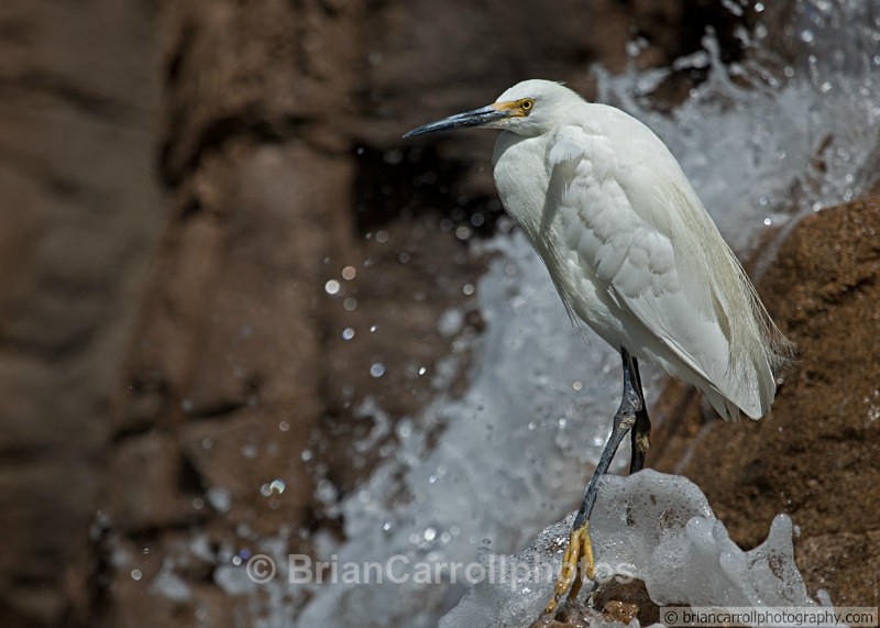 Little Egret - Wildlife