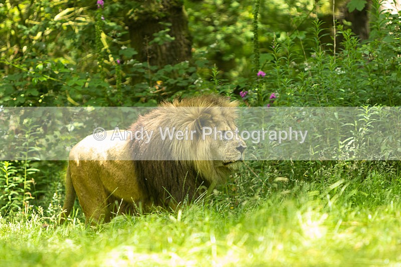 20150725-8E0A0173-3583 - Captive Animals