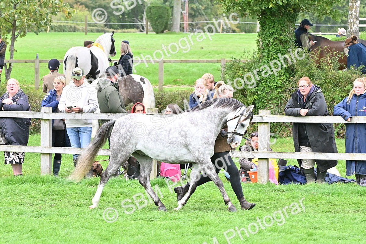 SBM_61014 - S48 - Mountain & Moorland In Hand Small Breeds