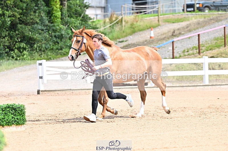 240718A-105248-01174 - Trot Up 12pm to 1pm