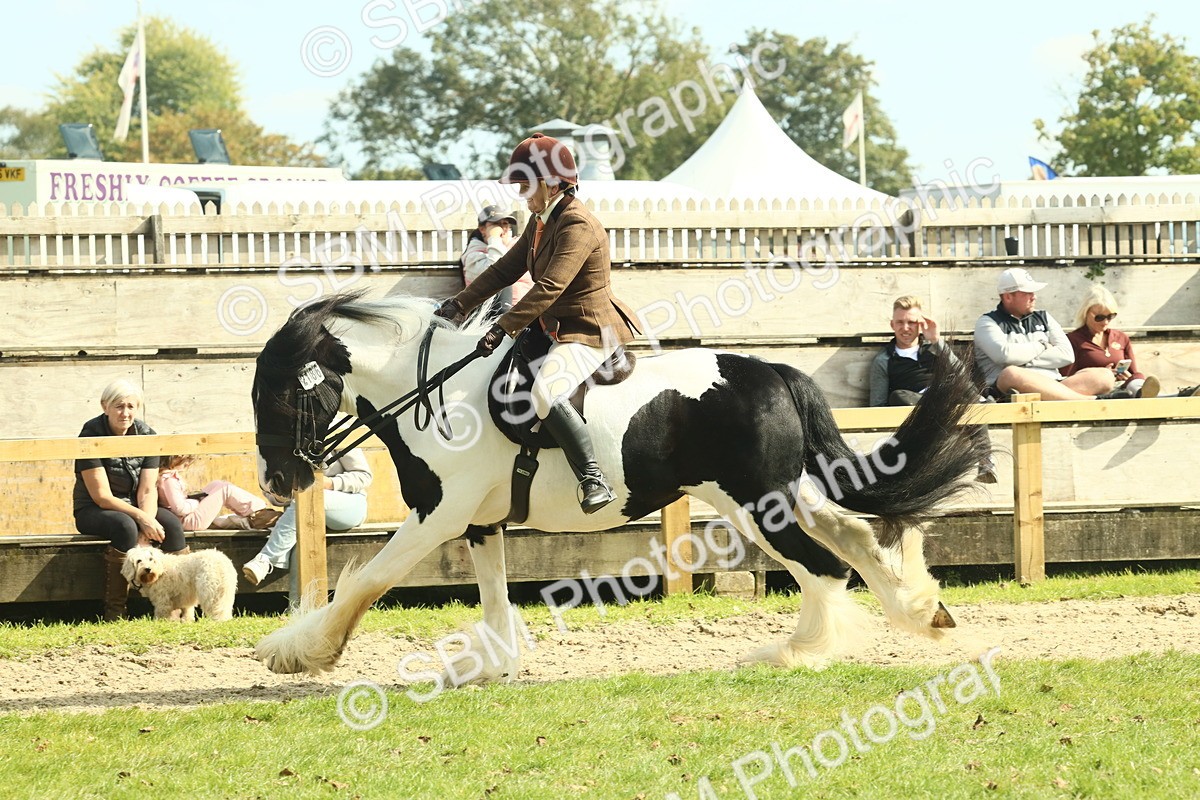 SBM_68798 - S58 - Mini Show Cob Ridden