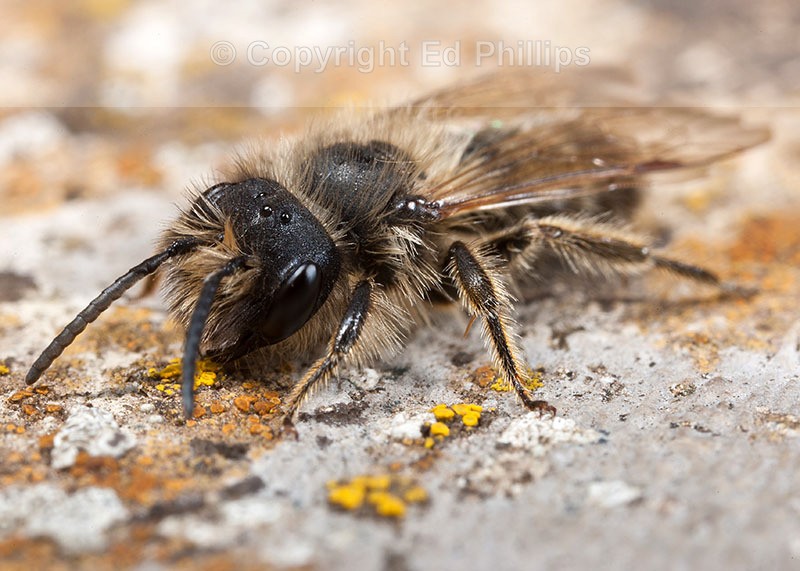Andrena flavipes (m)