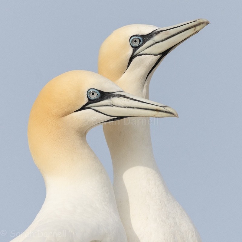Gannet Couple 1 SD2026 - Greeting Cards