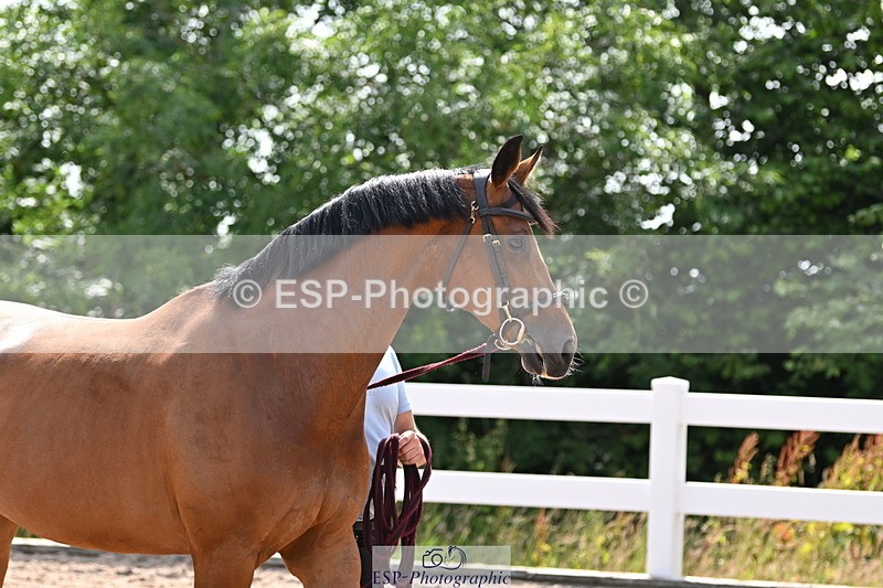 240717A-155747-03220 - Trot Up 3pm to 4pm