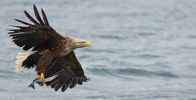 WHITE TAILED EAGLE, ISLE OF MULL, SCOTLAND - THE WHITE TAILED EAGLES GALLERY. Images of the British Sea Eagle