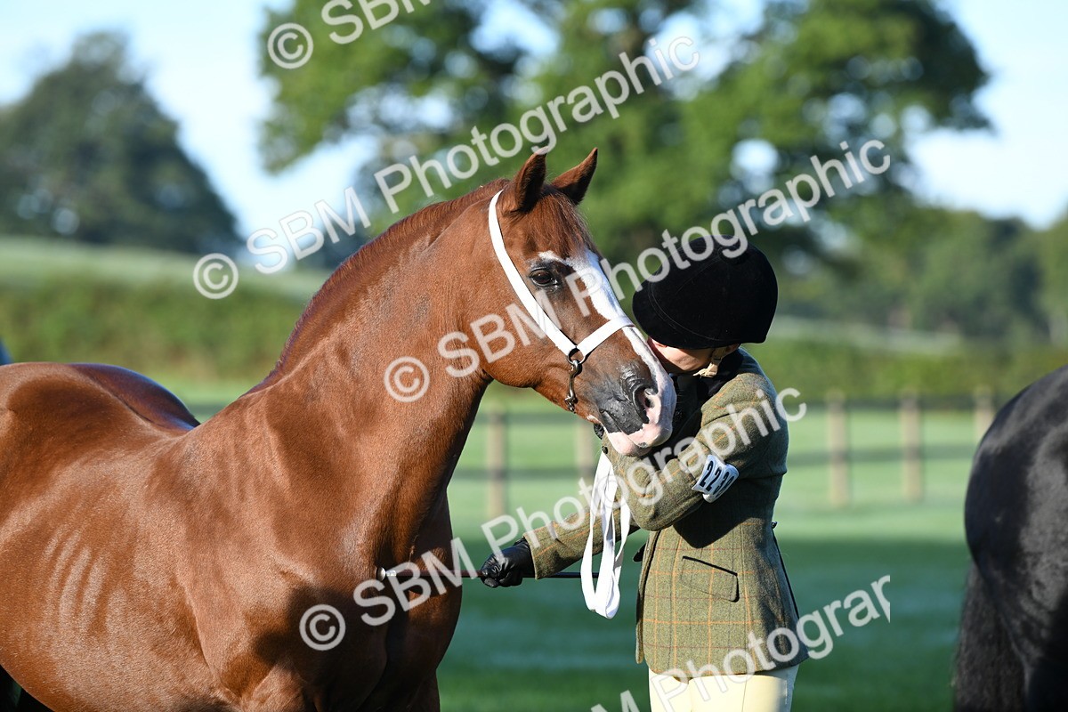 SBM_32759 - S15 - Condition & Turnout In Hand