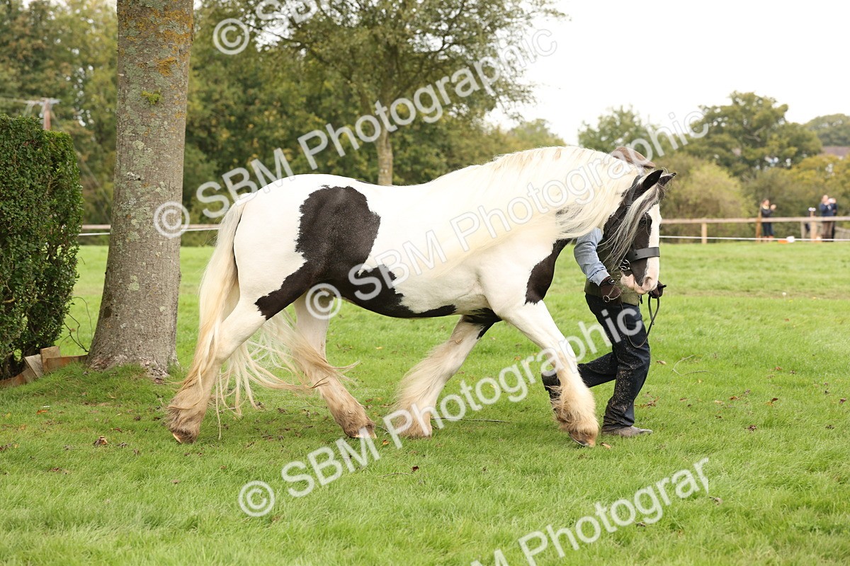 SBM_59287 - S57 - Traditional Cob In Hand