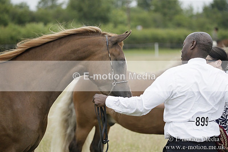 B230619-0851 - Bourne Valley Riding Club Summer Show 23/06/19