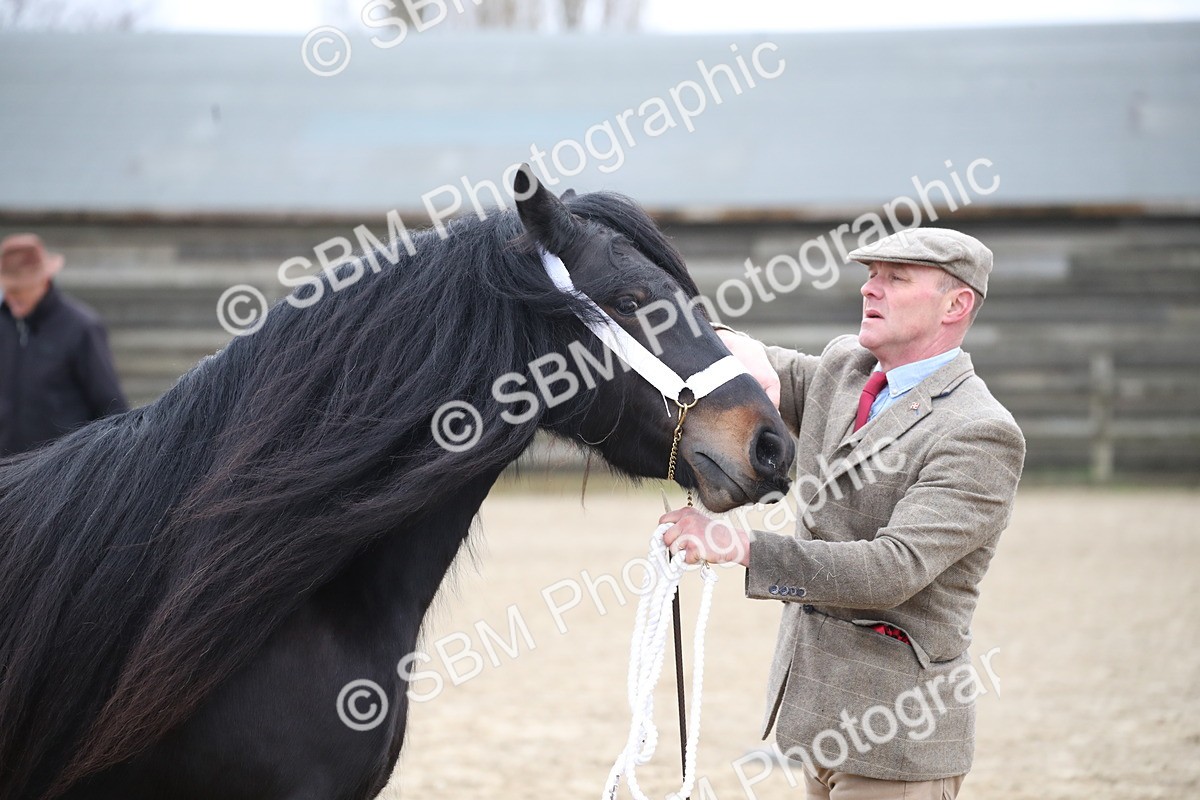 SBM_004044 - Class 1-4 - Young Stock classes Inc. In Hand Championship