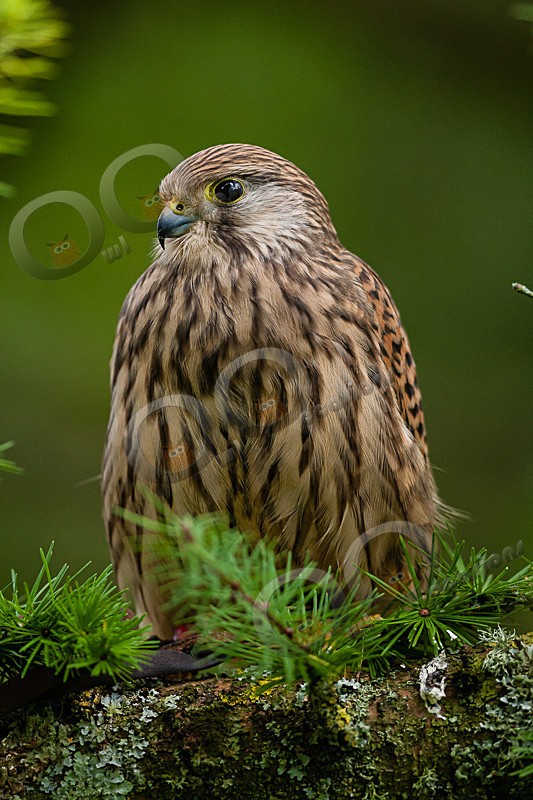Tin Tin the Kestrel - Our Birds