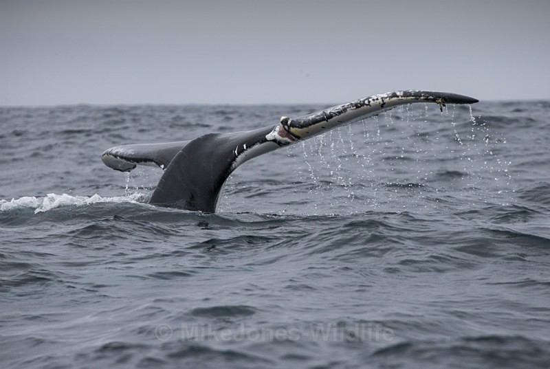 Humpback Whale Fluke, Pico Island, Azores - WHALES & DOLPHINS ( PICO, AZORES MAY 2013 & 2014 )