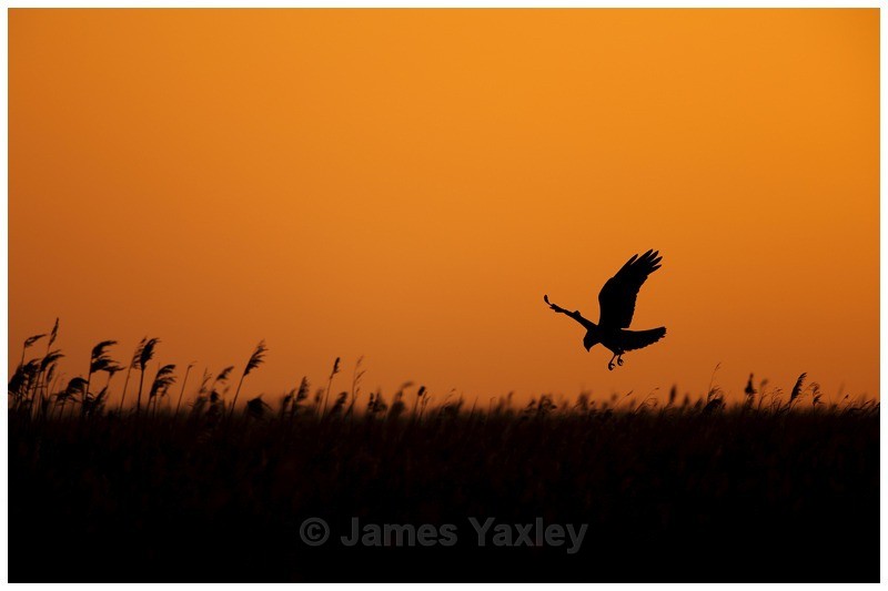 Marsh Harrier hunting above the Reeds - River Scrape & Lake
