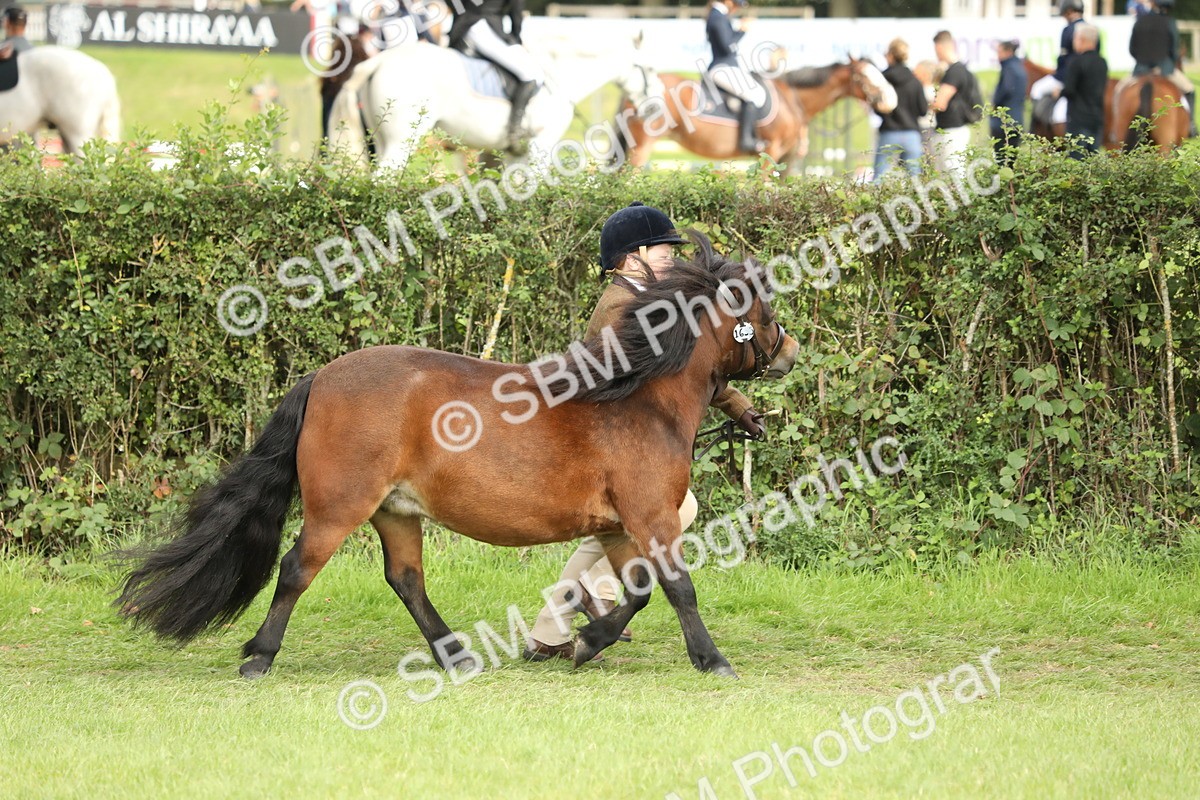 SBM_68535 - S40 - Junior Handler 9-12 Years