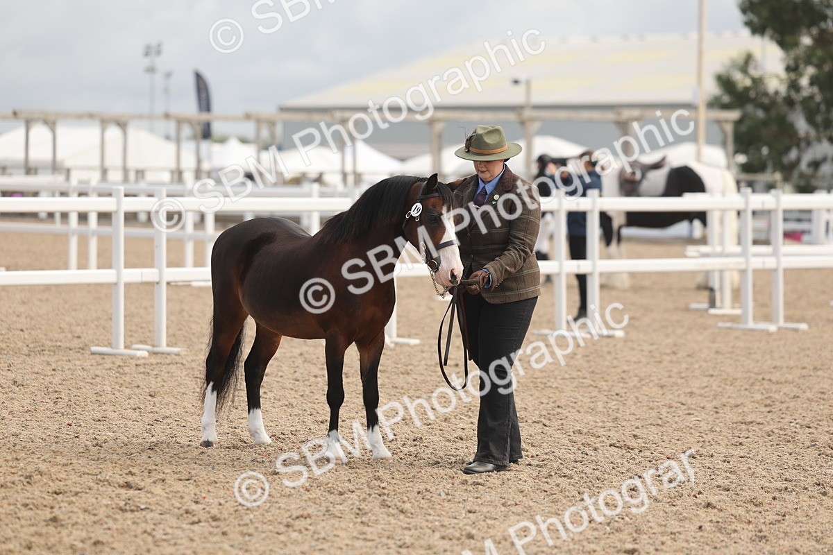 SBM_04478 - Class 18 - Handsomest Gelding (IH or Ridden)