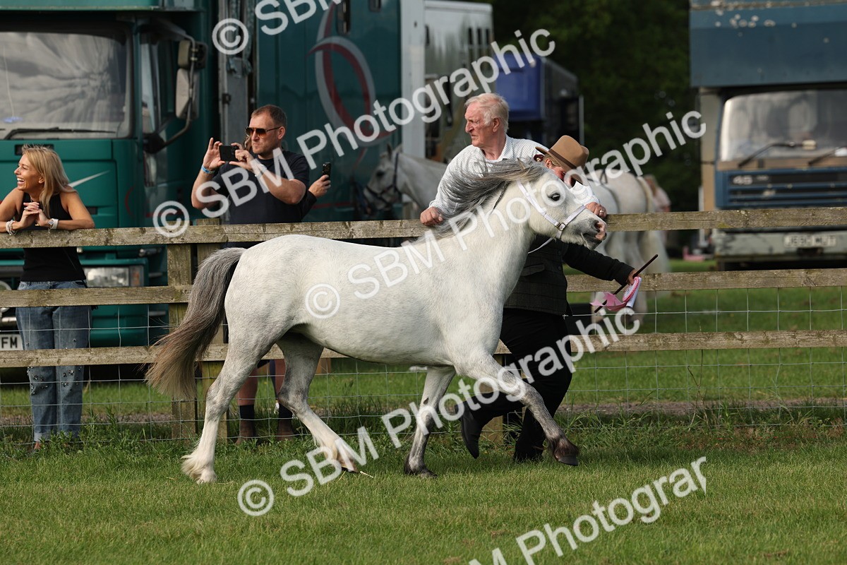 SBM_00609 - Class 6-13 - Mountatin and Moorland In Hand Welsh Breeds