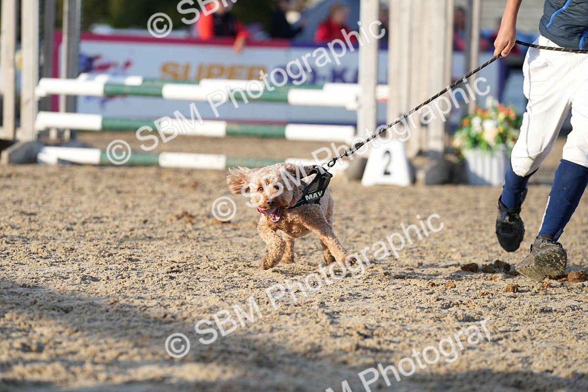 SBM_29448 - J44 - Horse & Hound Open 70cm