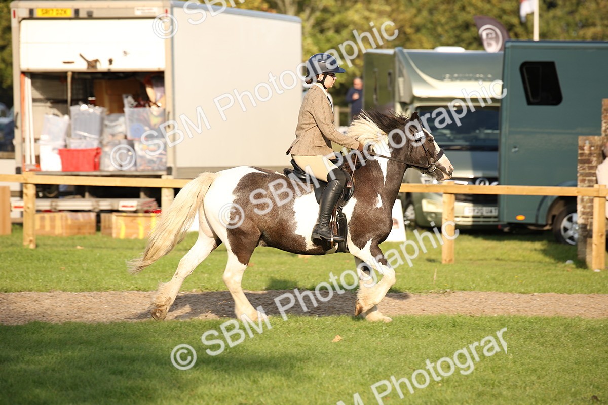 SBM_54350 - S27 - Mature Veteran - Ridden