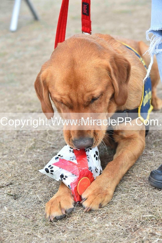 SH4_0177 - Dog show.