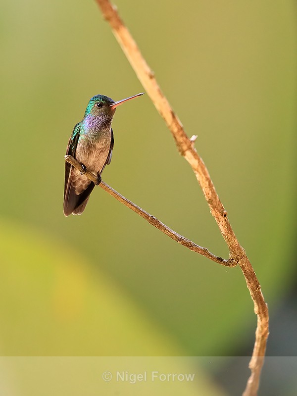 Charming Hummingbird perched, Osa Peninsula, Costa Rica - Charming Hummingbird
