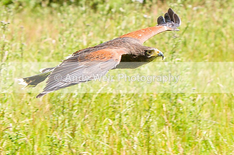 20140705-3K8A3109-3015 - Captive Birds