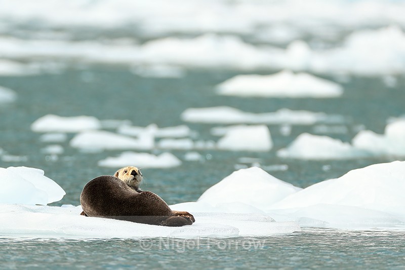 Sea Otter on ice floe, Surprise Glacier, Alaska - Otter