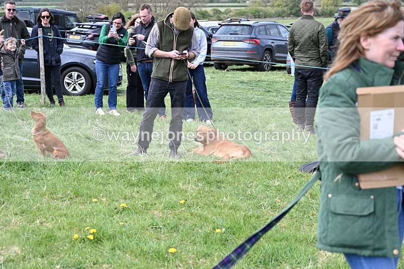 WJ6_8758 - Class 8 Best Working / Gun Dog or Bitch