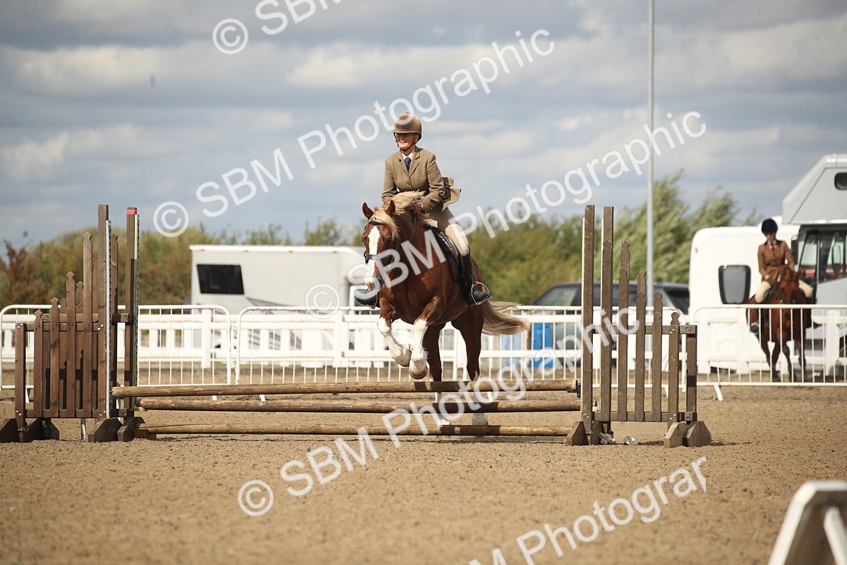 SBM_14549 - Class 505a - M&M Working Veteran - 50cm (15-19)