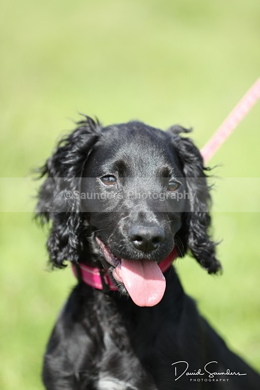 SPXX0560 - Dog show