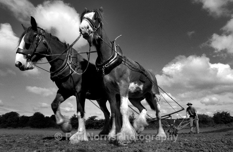  - Animals