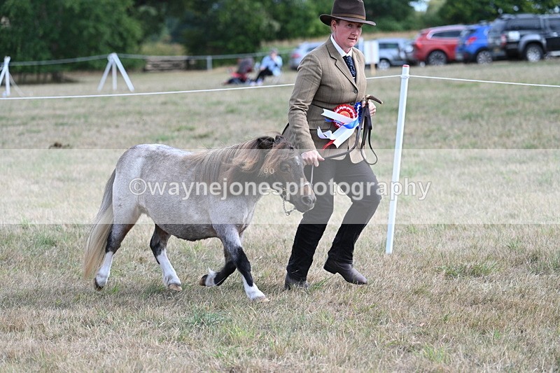 WJ7_8282 - In-hand Championship