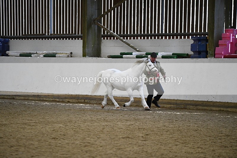 WJ5_5619 - Morning in hand Championship