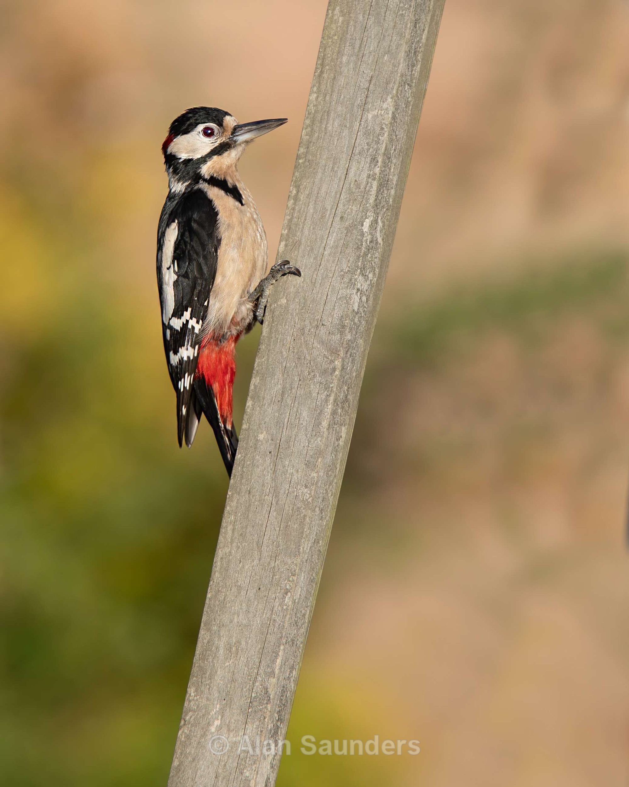 Great Spotted Woodpecker 10
