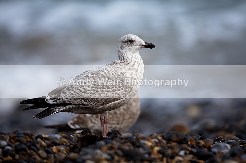 20140929-3K8A5842 - Herring Gull