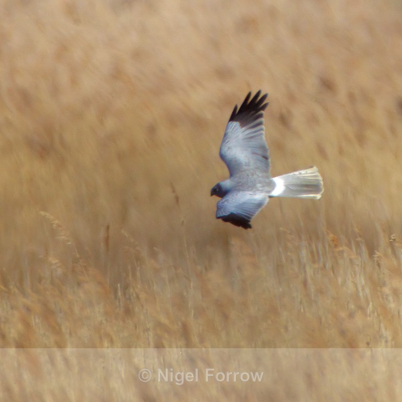 Hen Harrier (male) hunting over the reeds - Hen Harrier