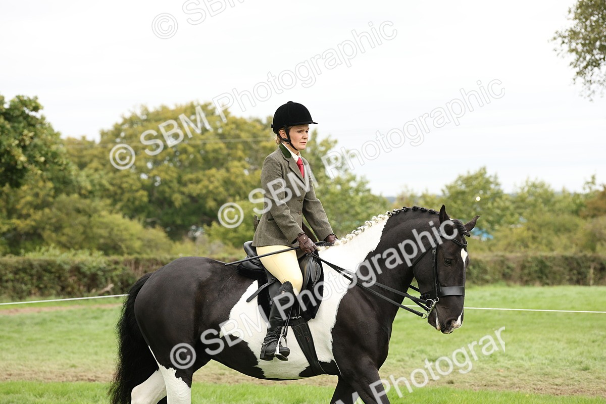SBM_67196 - S67 - Piebald & Skewbald Horse Ridden