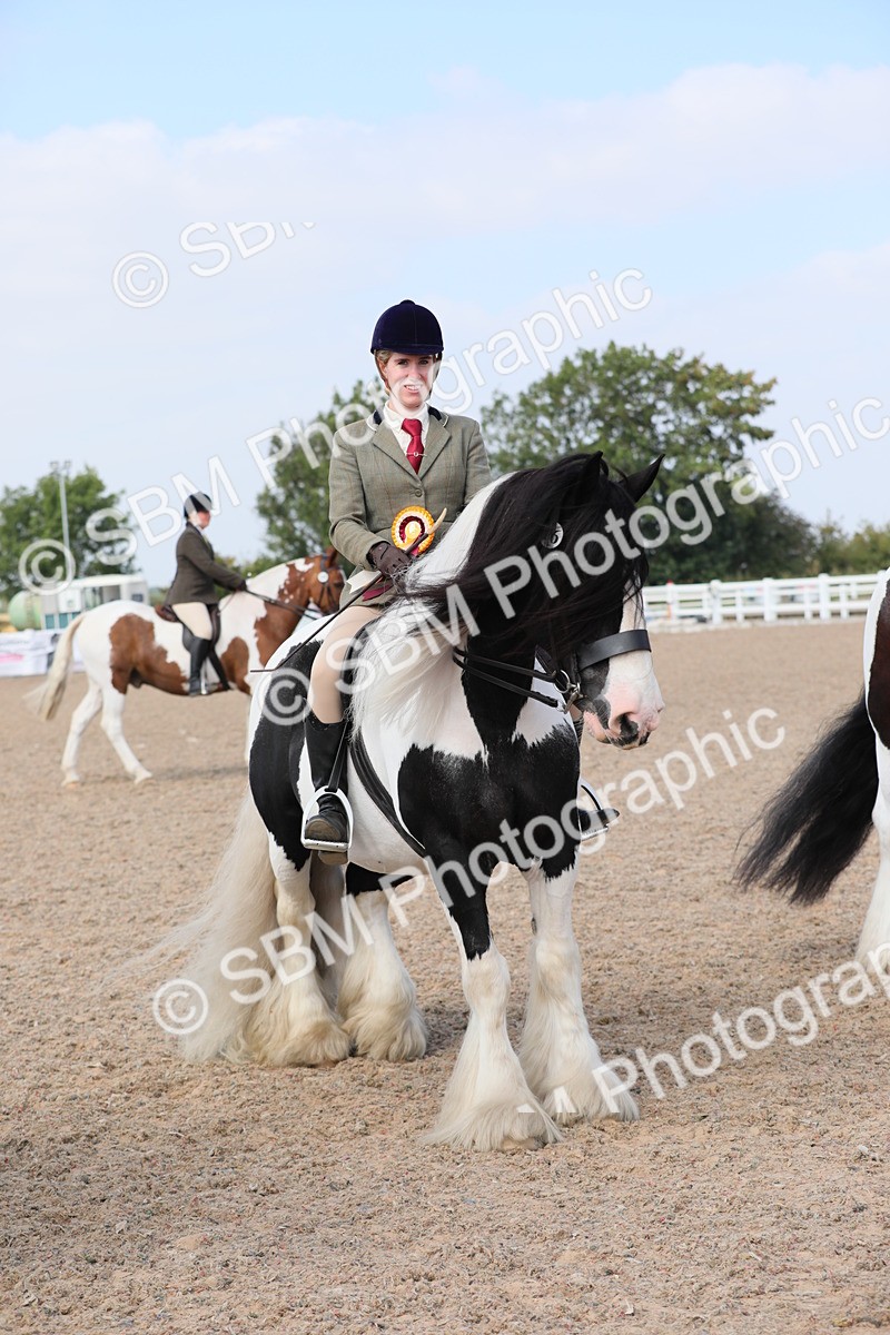 SBM_13527 - Class 308 Ridden Coloured Horse