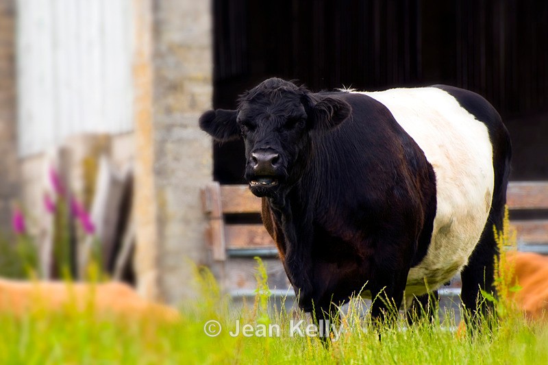 Belted Galloway Cow - 8774 - Cattle
