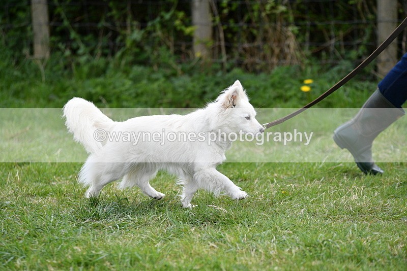 WJ5_9184 - Class 1 Best Cross Breed / Heniz 57