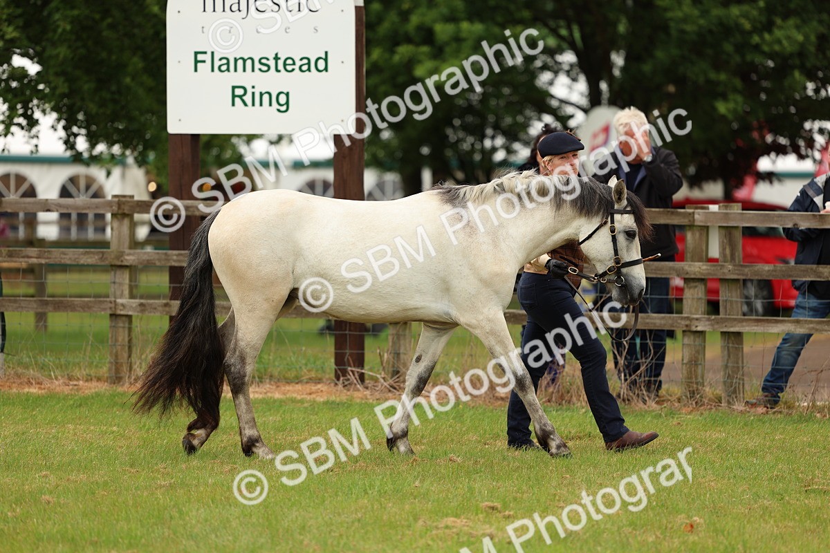 SBM_04092 - Class 64-67 - Shetland Pony In Hand
