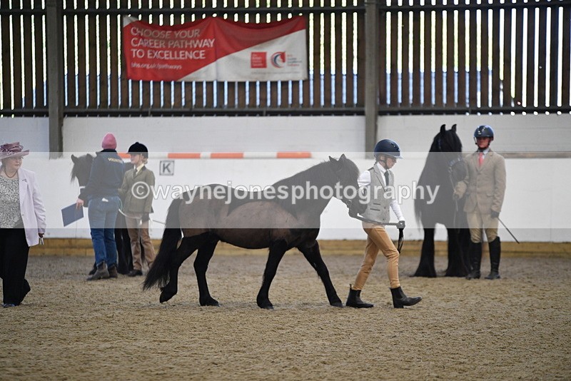 WJ5_4185 - Class 6 In hand M&M - Large Breeds