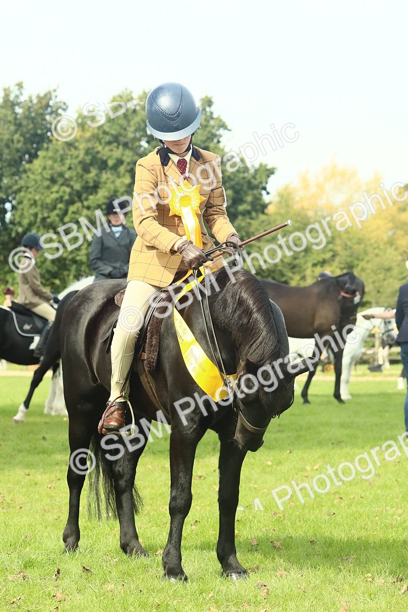 SBM_66755 - S34 - Rehabilitated Rescue Horse & Pony In Hand & Ridden