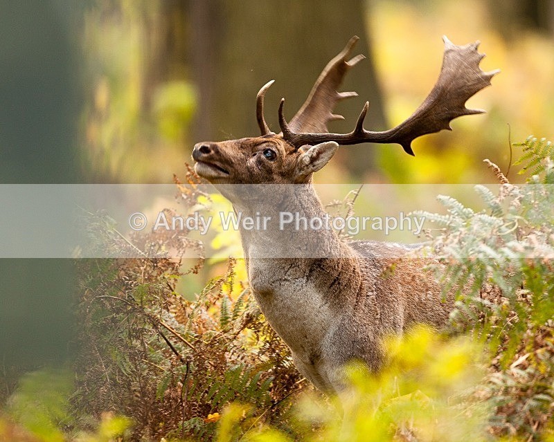 20111022-_MG_6779 - Fallow Deer